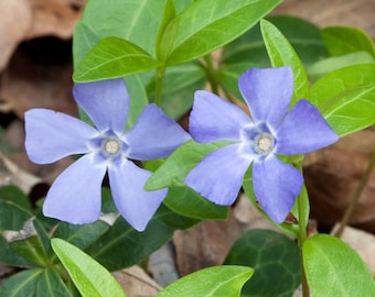 TreesAgain Potted Periwinkle - Vinca minor - 4 to 10+ inches