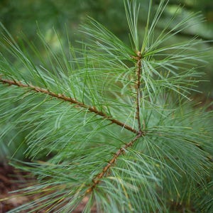 TreesAgain Potted White Pine Tree Pinus strobus 6 to 9 inches image 2