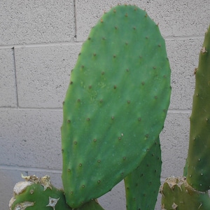 TreesAgain Potted Prickly Pear Cactus - Opuntia ficus-indica - 2+ pads