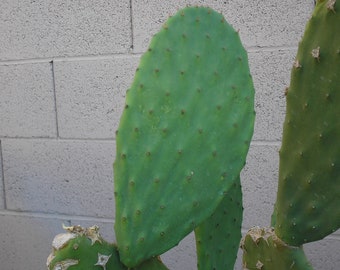 TreesAgain Potted Prickly Pear Cactus - Opuntia ficus-indica - 2+ pads