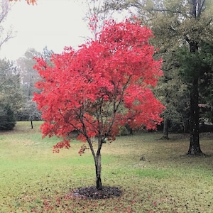 May include: A small tree with vibrant red leaves stands in a grassy yard. The tree's branches are filled with bright red foliage, contrasting with the green grass and other trees in the background. The tree is in the center of the image.