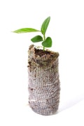 TreesAgain Key Lime Tree - Citrus × aurantiifolia - starter plugs