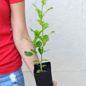 TreesAgain Potted Kaffir Lime Tree - Citrus hystrix - 4 to 6+ inches