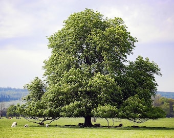 TreesAgain Potted Hybrid Chestnut (Castanea Dentata "Hybrid") 12 to 16+ inches