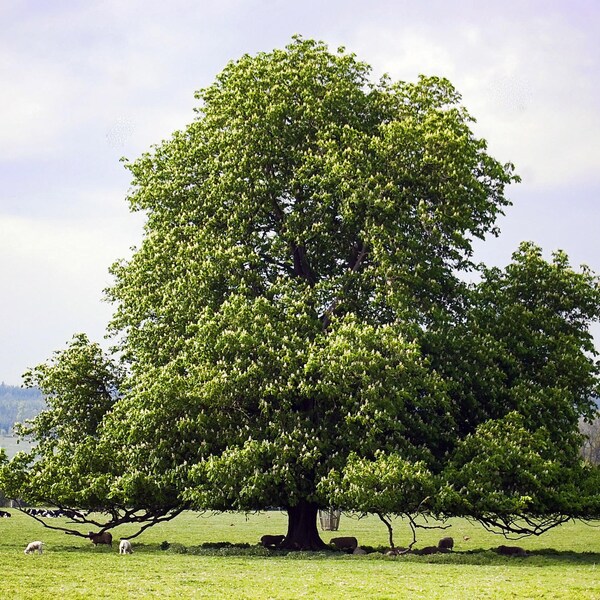 TreesAgain Potted Hybrid Chestnut (Castanea Dentata "Hybrid") 12 to 16+ inches