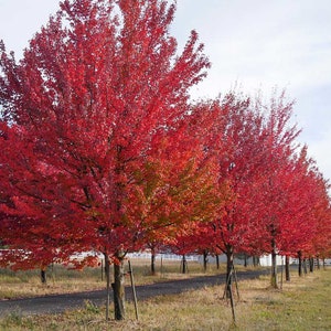 Red Maple tree - Acer rubrum - starter plugs