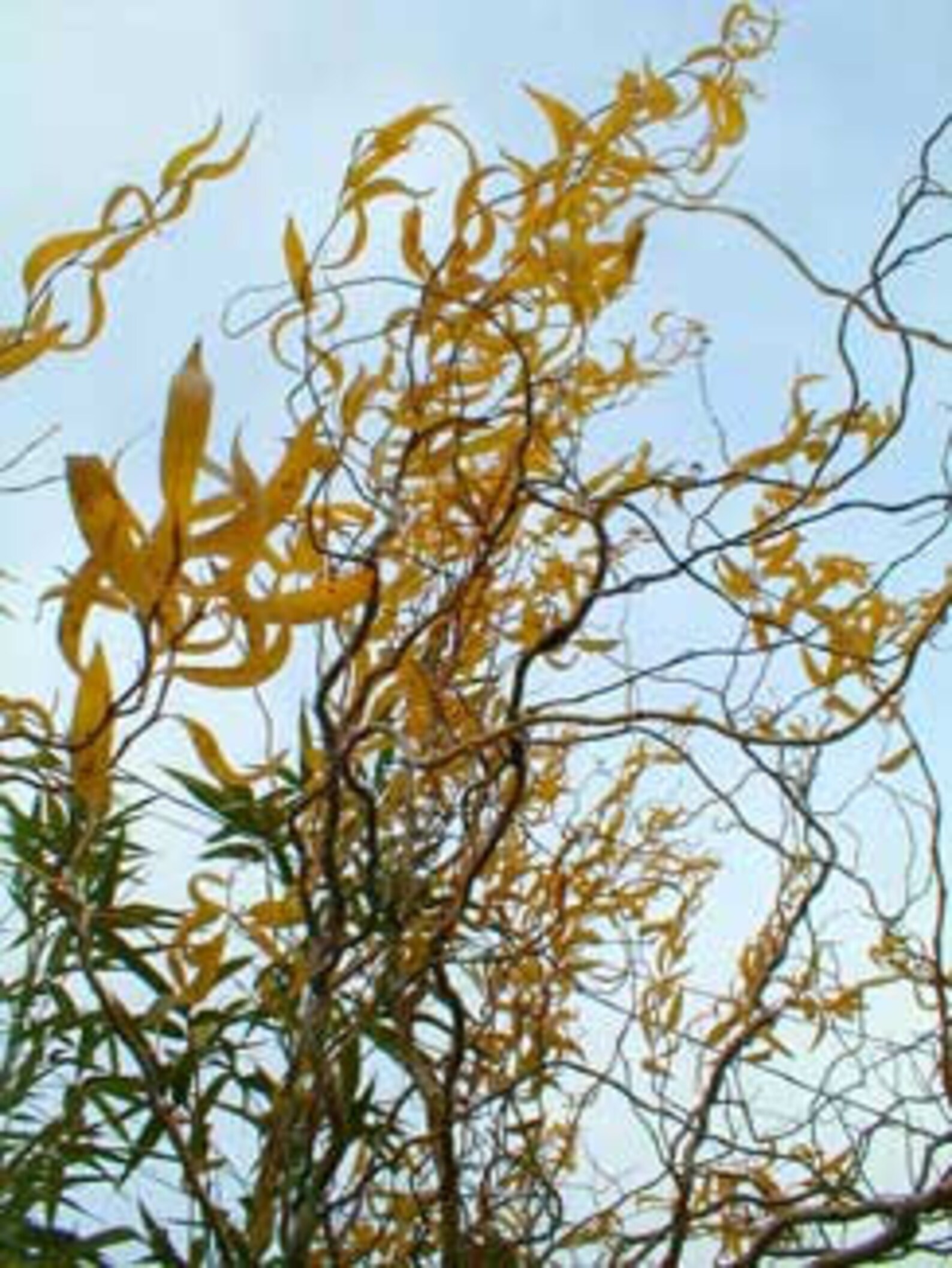 TreesAgain Lot of 5 Golden Curly Willow cuttings Salix Etsy