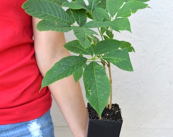 TreesAgain Potted Bottlebrush Buckeye Tree - Aesculus parviflora - 3 to 5+ inches