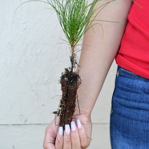 TreesAgain Red Pine Tree - Pinus resinosa - 12 to 15+ inches