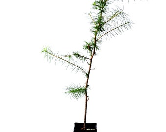 TreesAgain Potted Tamarack Larch Tree - Larix laricina - 14 to 22+ inches