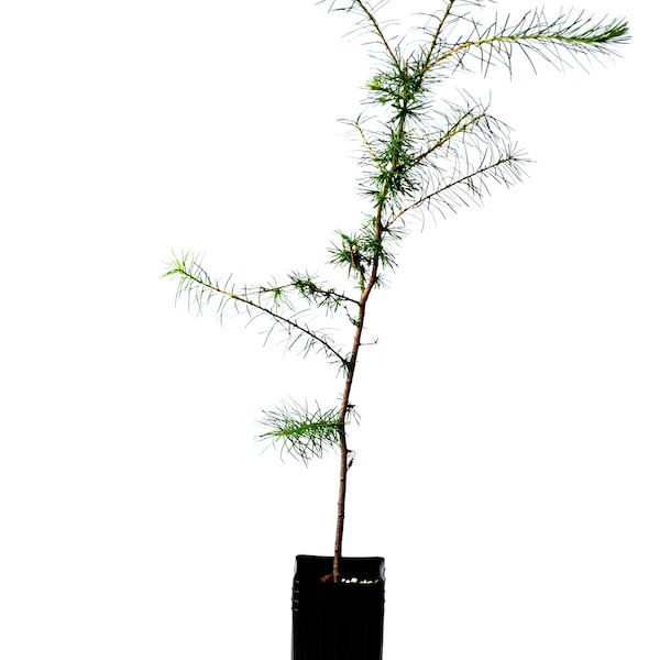 TreesAgain Potted Tamarack Larch Tree - Larix laricina - 14 to 22+ inches