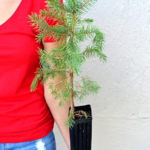 TreesAgain Potted Blue Spruce Tree - Picea pungens - 16 to 22+ inches
