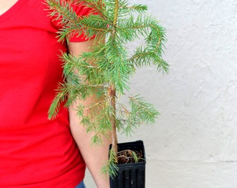 TreesAgain Potted Blue Spruce Tree - Picea pungens - 12 to 20+ inches