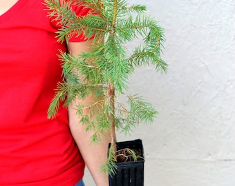 May include: A person holding a small evergreen tree in a black plastic pot. The tree has green needles and is about 1 foot tall.