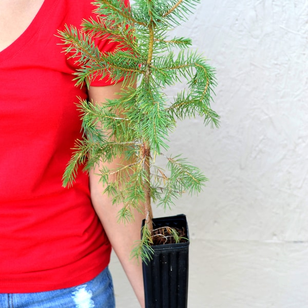 TreesAgain Potted Blue Spruce Tree - Picea pungens - 12 to 20+ inches