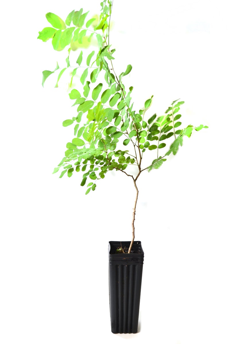 TreesAgain Potted Black Locust Tree Robinia pseudoacacia 12 to 16 inches See State Restrictions image 1