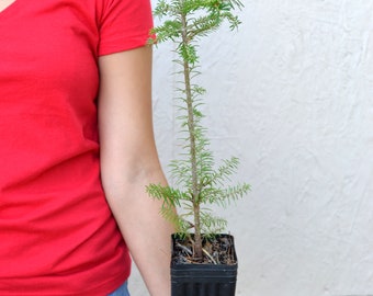 TreesAgain Potted Fraser Fir Tree - Abies fraseri - 12 to 16+ inches (See State Restrictions)