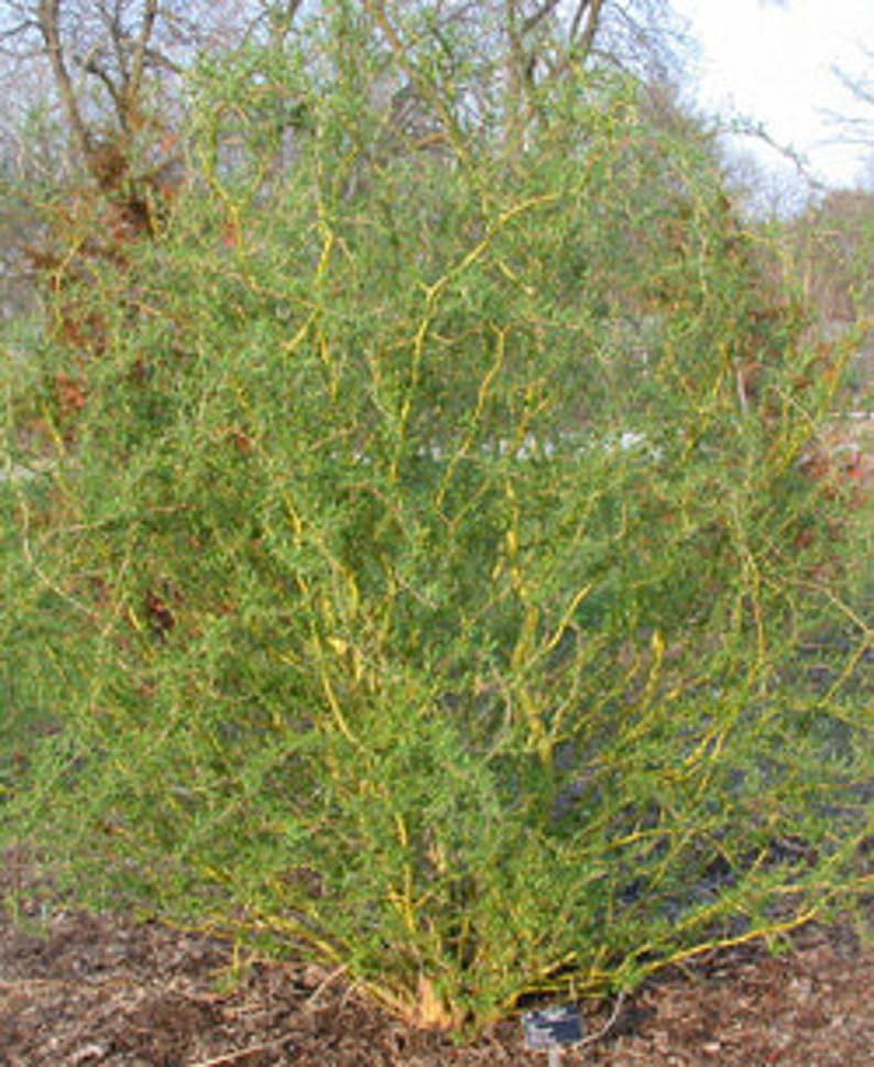 TreesAgain Potted Golden Curly Willow Tree Salix matsudana Etsy
