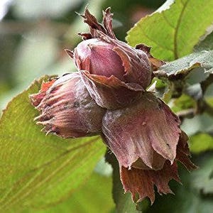 TreesAgain Potted American Hazelnut Tree Corylus americana 8 to 10 inches See State Restrictions image 2