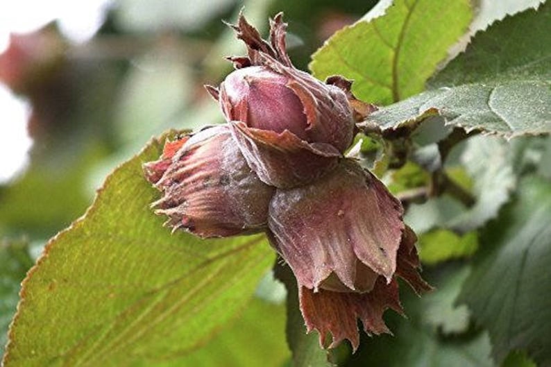 TreesAgain Potted American Hazelnut Tree Corylus americana 8 to 10 inches See State Restrictions image 2