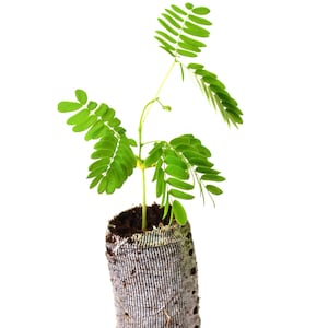Mimosa Tree Seedlings - Albizia julibrissin - starter plugs
