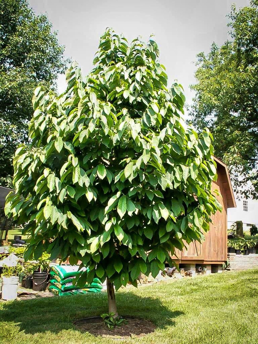 Treesagain Potted Paw Paw Tree - Asimina Triloba - 3 to 5+ Inches - Etsy