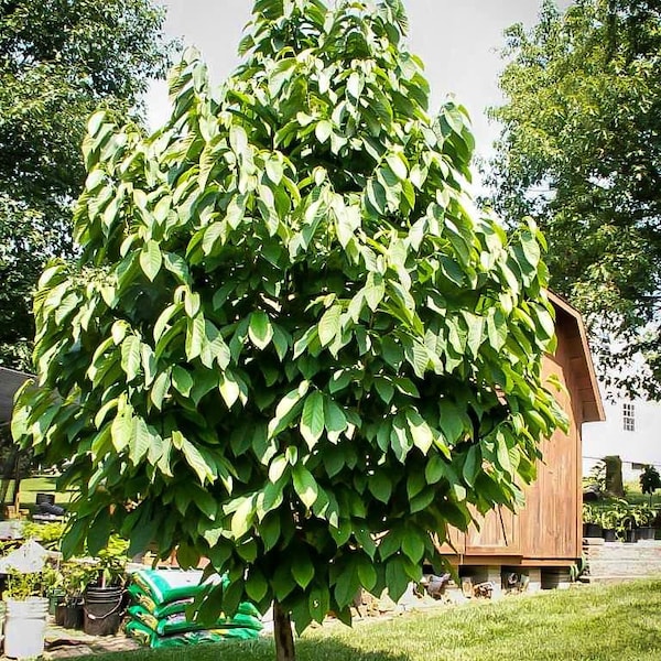 Paw Paw Tree - Etsy