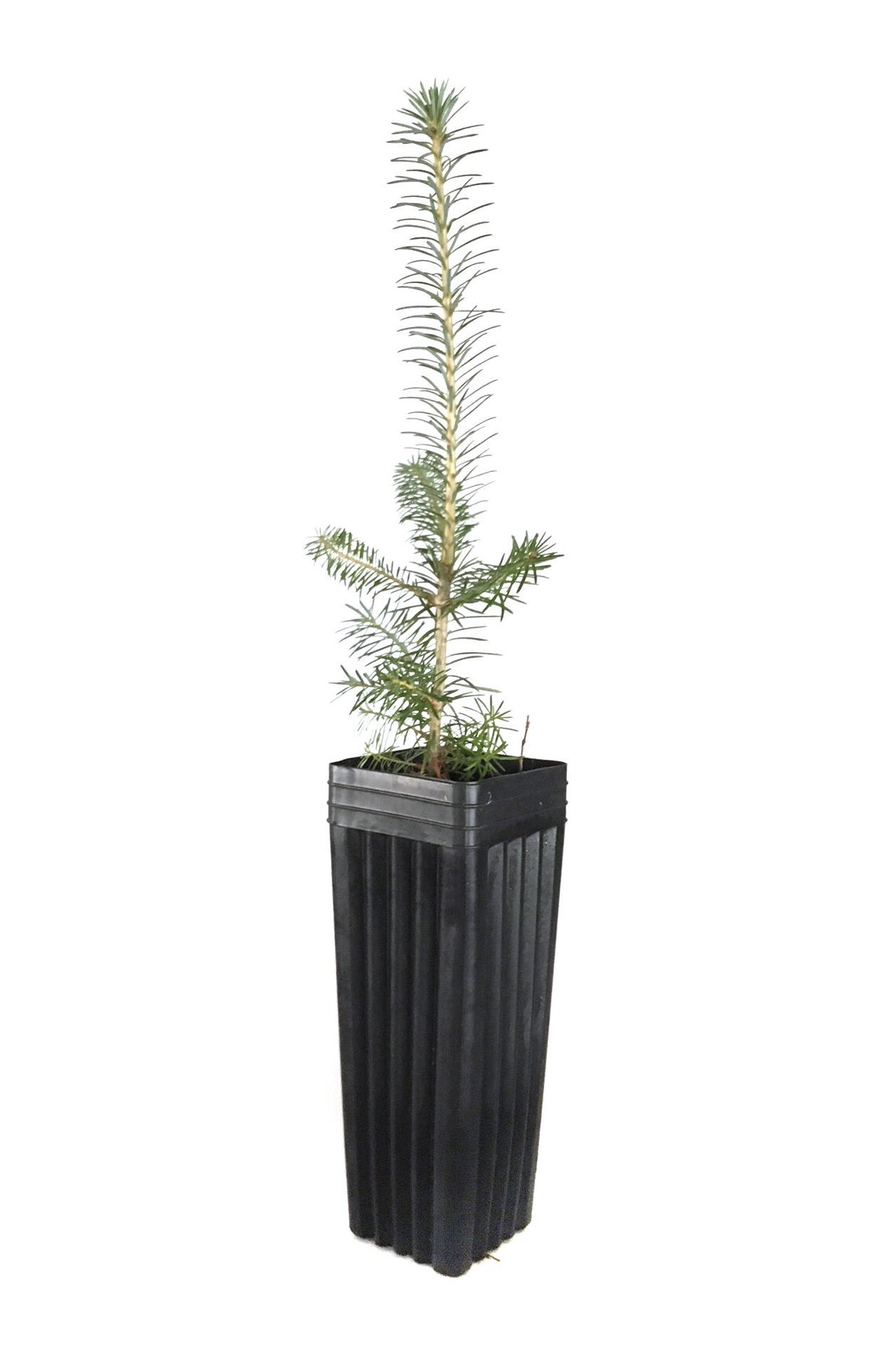 Treesagain Potted Fraser Fir Tree Abies Fraseri 12 to 16 Etsy