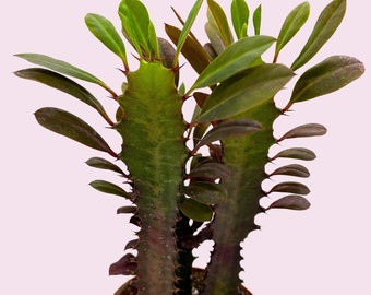 TreesAgain Potted African Milk Tree - Euphorbia trigona - 9 to 12+ inches