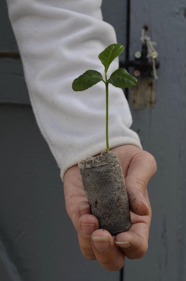 TreesAgain Etrog Citron Trees Citrus medica starter plug image 2