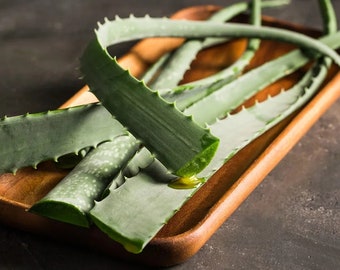 TrreesAgain Aloe Vera Leaf Cuttings, Variations