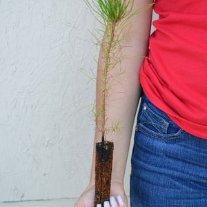 TreesAgain Jack Pine Tree - Pinus banksiana - 9 to 11+ inches (See State Restrictions)