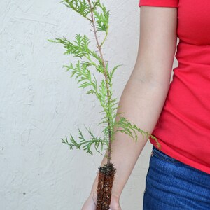 TreesAgain White Cedar Tree - Thuja occidentalis - 10 to 12+ inches (See State Restrictions)