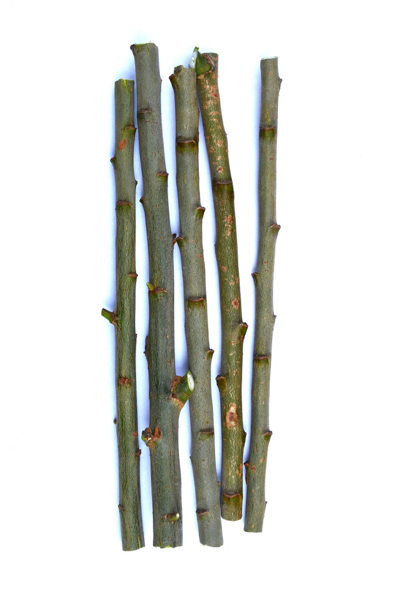 How can i root pussy willows, home of free pussy