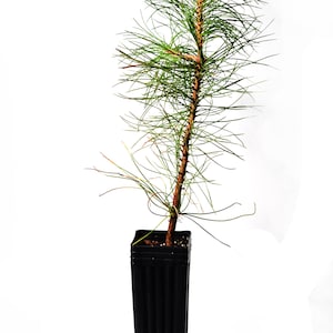 TreesAgain Potted Pine / Spruce / Fir Trees - Assorted Varieties - 20 to 30+ inches (See State Restrictions)