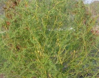 TreesAgain Golden Curly Willow Tree - Salix matsudana 'Tortuosa' - 20 to 24+ inches (See State Restrictions)