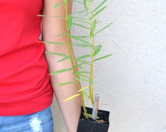 TreesAgain Potted Weeping Willow Tree - Salix babylonica - 16 to 24+ inches  (See State Restrictions)