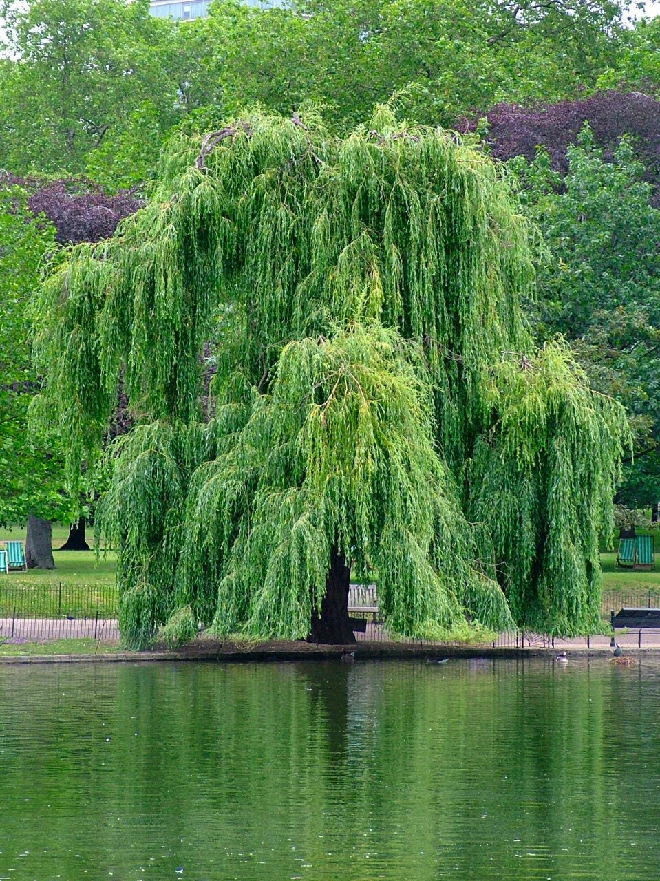 TreesAgain Potted Weeping Willow Tree - Salix babylonica - 16 to 24+ inches  (See State Restrictions)