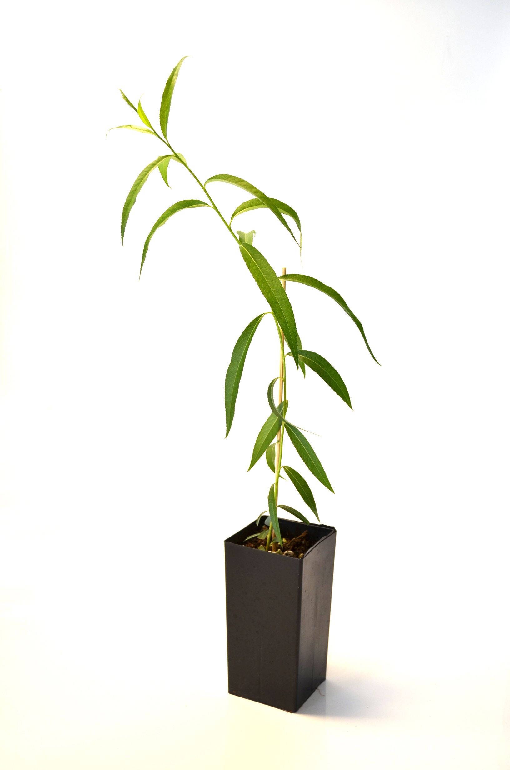 TreesAgain Potted Weeping Willow Tree - Salix babylonica - 16 to 24+ inches  (See State Restrictions)