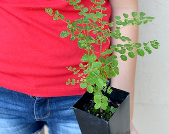 May include: A person is holding a small potted plant with green leaves in a black square pot. The plant is in focus, and the person's hand is out of focus.
