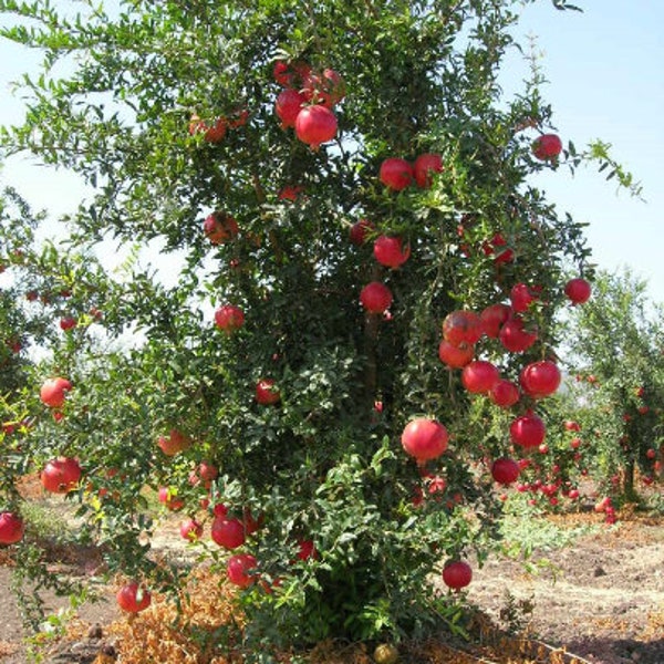 Pomegranate Tree Seedlings - Punica granatum - starter plugs