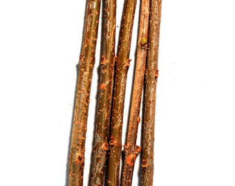 TreesAgain Forsythia cuttings - Forsythia x intermedia - 7 to 9 inches