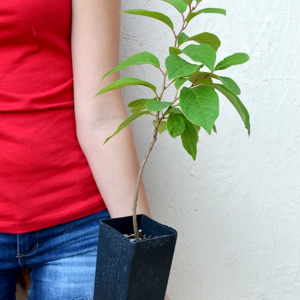 TreesAgain Potted American Persimmon Tree - Diospyros virginiana - 5 to 10 inches (See State Restrictions)