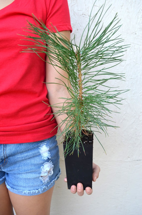 Potted pine trees deals