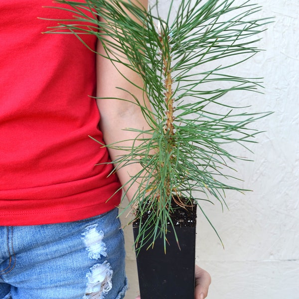 TreesAgain Potted Austrian Pine Tree - Pinus nigra - 10-12+ inches