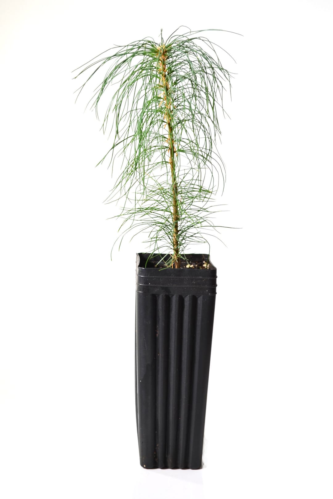 best place to buy indoor plants near me Popular Houseplant 12-pack: Easy Plant Variety Pack – Cute & Unique Pl –  Altman Plants