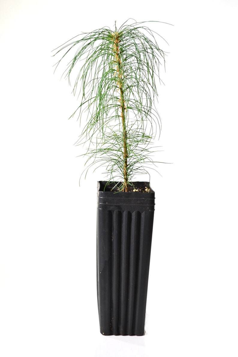 TreesAgain Potted White Pine Tree Pinus strobus 6 to 9 inches image 1