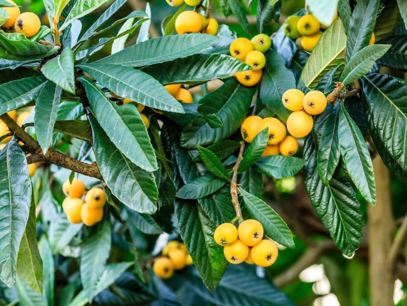 TreesAgain Potted Loquat Eriobotrya japonica 6 to 8 inches image 1