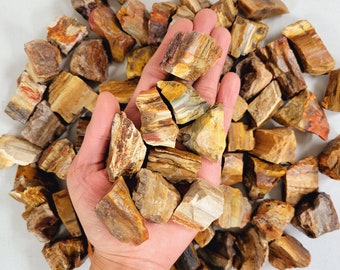 Rough Petrified Wood - Medium Chunks 1" to 2" - Raw Petrified Wood from Madagascar, Fossilized Wood, Agatized Wood