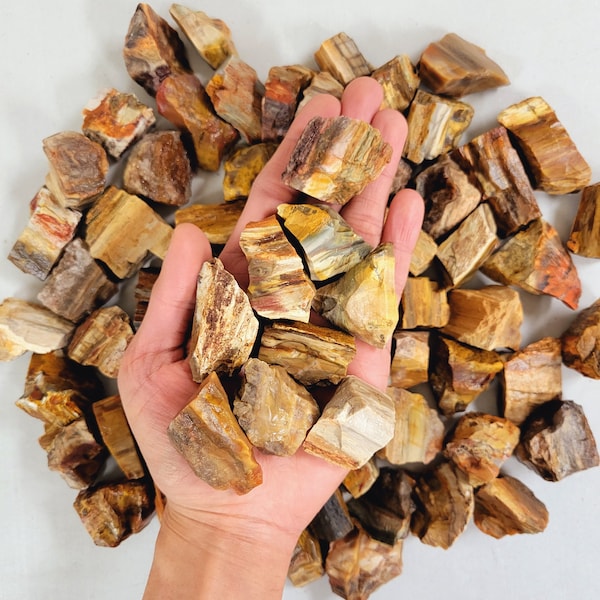 Rough Petrified Wood - Medium Chunks 1" to 2" - Raw Petrified Wood from Madagascar, Fossilized Wood, Agatized Wood